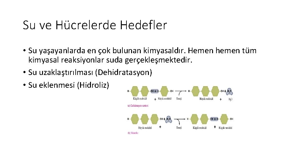 Su ve Hücrelerde Hedefler • Su yaşayanlarda en çok bulunan kimyasaldır. Hemen hemen tüm