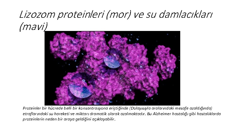 Lizozom proteinleri (mor) ve su damlacıkları (mavi) Proteinler bir hücrede belli bir konsantrasyona eriştiğinde