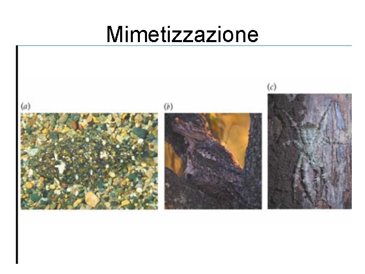 Mimetizzazione 