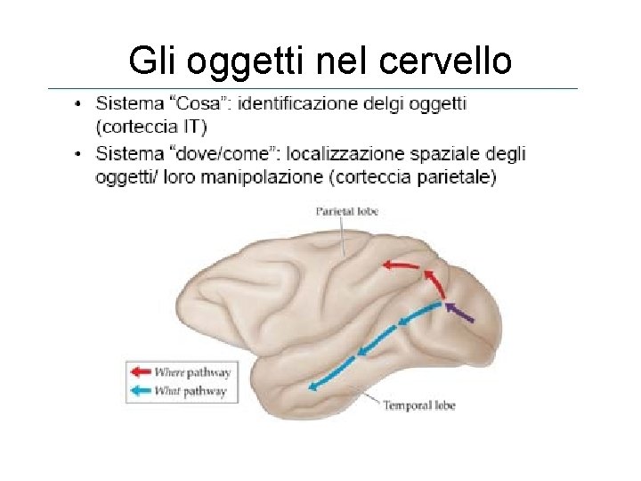 Gli oggetti nel cervello 