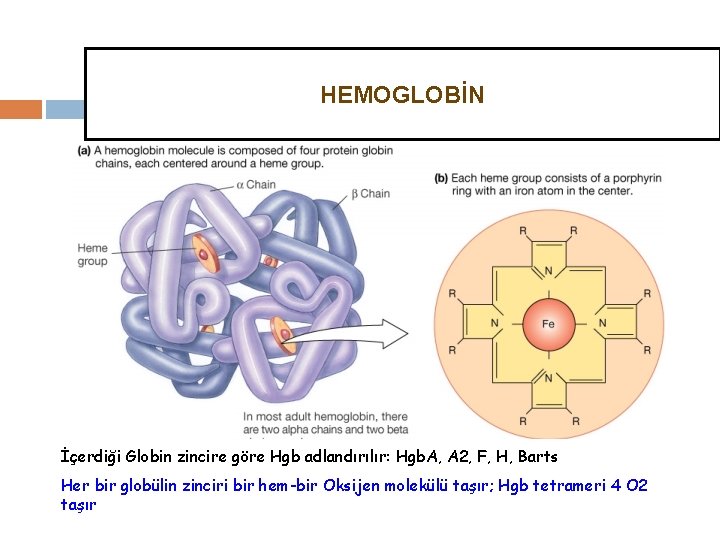 HEMOGLOBİN İçerdiği Globin zincire göre Hgb adlandırılır: Hgb. A, A 2, F, H, Barts