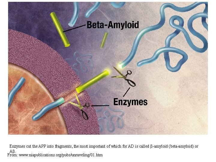 Enzymes cut the APP into fragments, the most important of which for AD is
