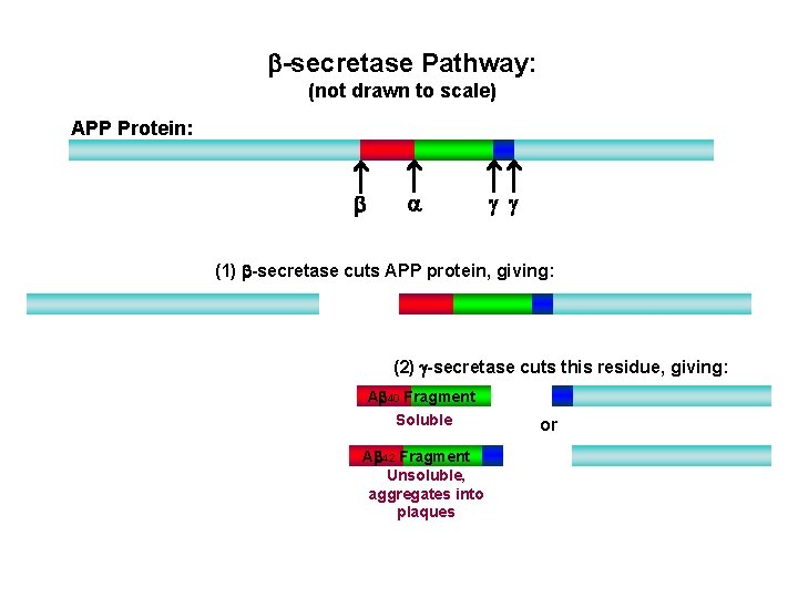 b-secretase Pathway: (not drawn to scale) APP Protein: b a g g (1) b-secretase