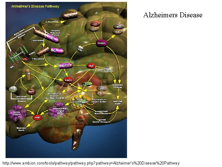 Alzheimers Disease http: //www. ambion. com/tools/pathway. php? pathway=Alzheimer's%20 Disease%20 Pathway 