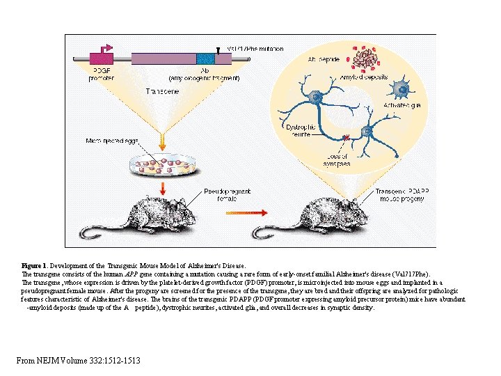 Figure 1. Development of the Transgenic Mouse Model of Alzheimer's Disease. The transgene consists