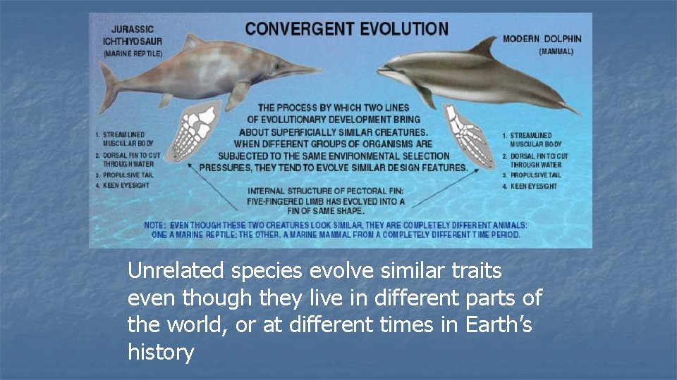 Unrelated species evolve similar traits even though they live in different parts of the