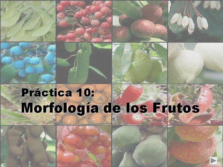 Práctica 10: Morfología de los Frutos 