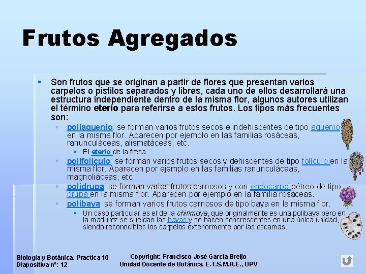Frutos Agregados § Son frutos que se originan a partir de flores que presentan