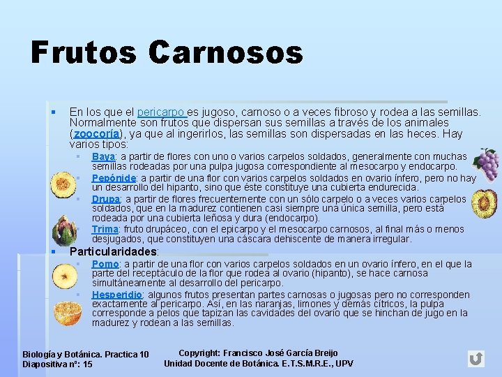 Frutos Carnosos § En los que el pericarpo es jugoso, carnoso o a veces