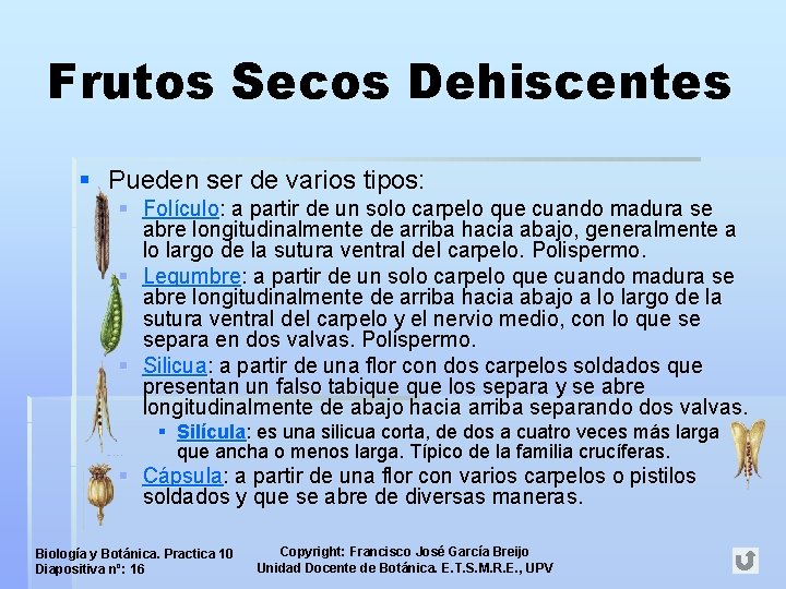 Frutos Secos Dehiscentes § Pueden ser de varios tipos: § Folículo: a partir de