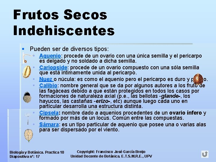 Frutos Secos Indehiscentes § Pueden ser de diversos tipos: § Aquenio: procede de un