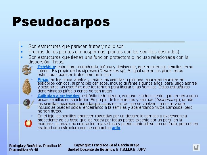 Pseudocarpos § § § Son estructuras que parecen frutos y no lo son. Propias