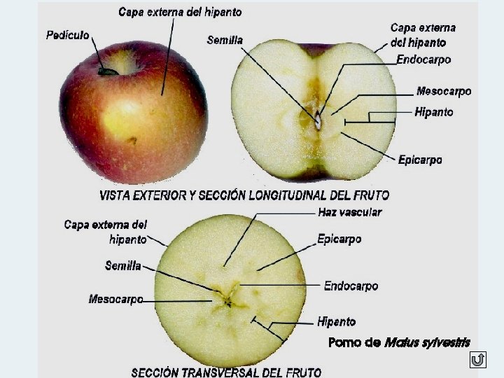 Pomo de Malus sylvestris 