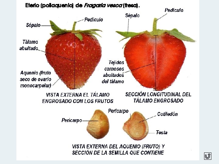 Eterio (poliaquenio) de Fragaria vesca (fresa). 