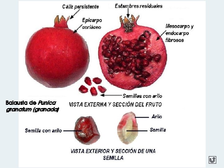 Balausta de Punica granatum (granada) 