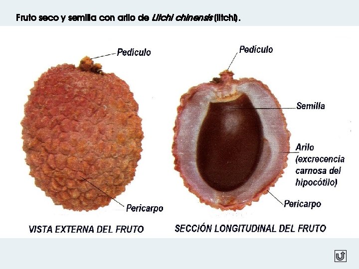 Fruto seco y semilla con arilo de Litchi chinensis (litchi). 