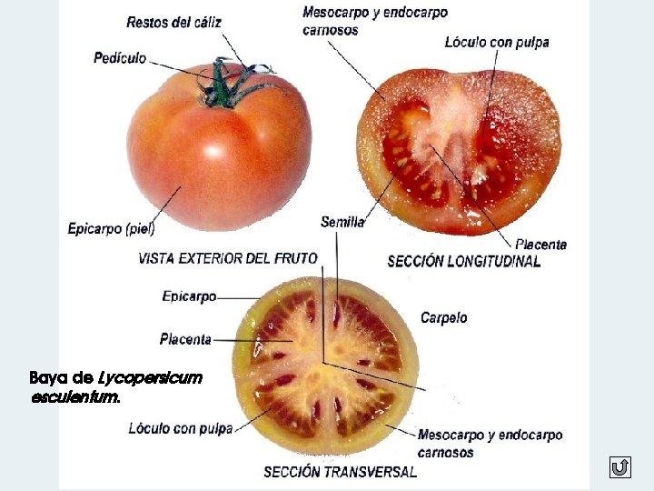 Baya de Lycopersicum esculentum. 