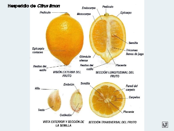 Hesperidio de Citrus limon 