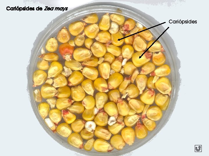 Cariópsides de Zea mays Cariópsides 