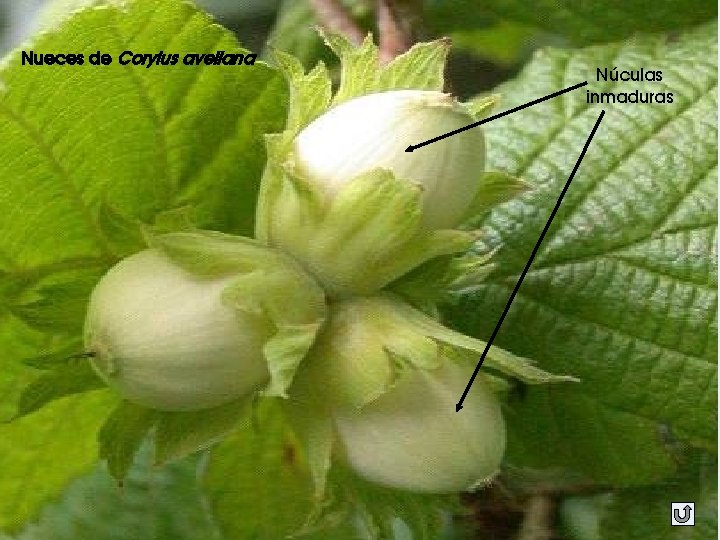 Nueces de Corylus avellana Núculas inmaduras 