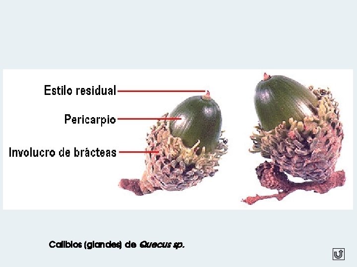 Calibios (glandes) de Quecus sp. 
