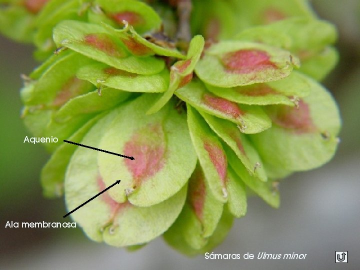 Aquenio Ala membranosa Sámaras de Ulmus minor 