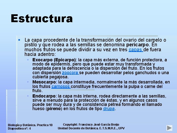 Estructura § La capa procedente de la transformación del ovario del carpelo o pistilo