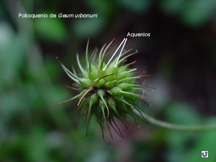 Poliaquenio de Geum urbanum Aquenios 