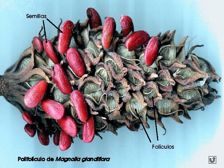 Semillas Folículos Polifolículo de Magnolia glandiflora 