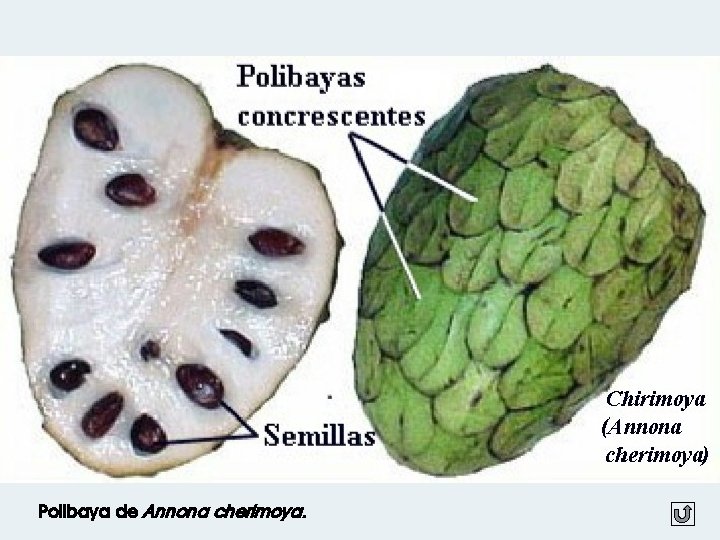 Drupas Polibaya de Annona cherimoya. 