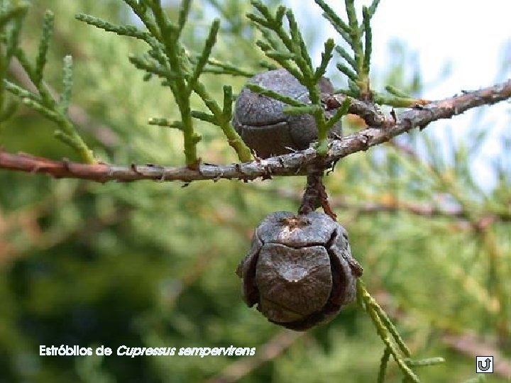 Estróbilos de Cupressus sempervirens 