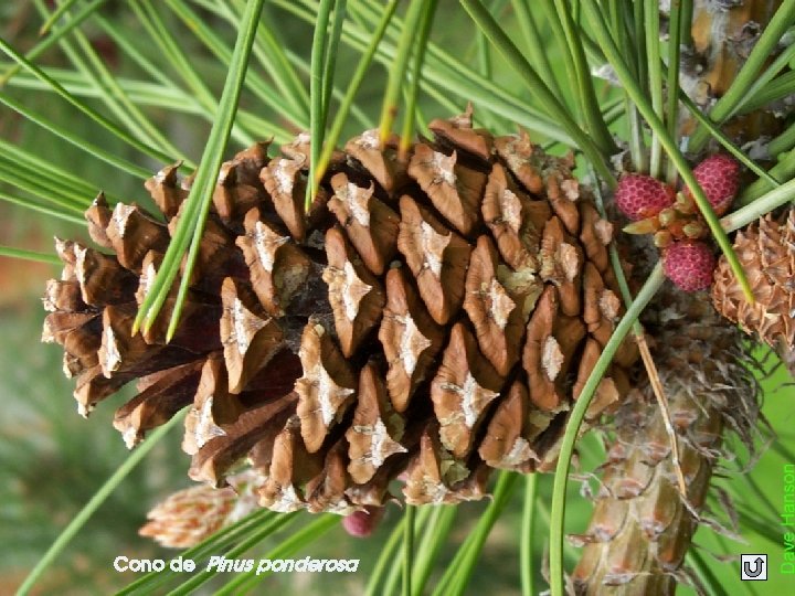 Cono de Pinus ponderosa 