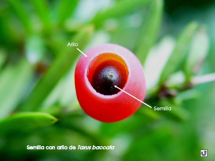 Arilo Semilla con arilo de Taxus baccata 