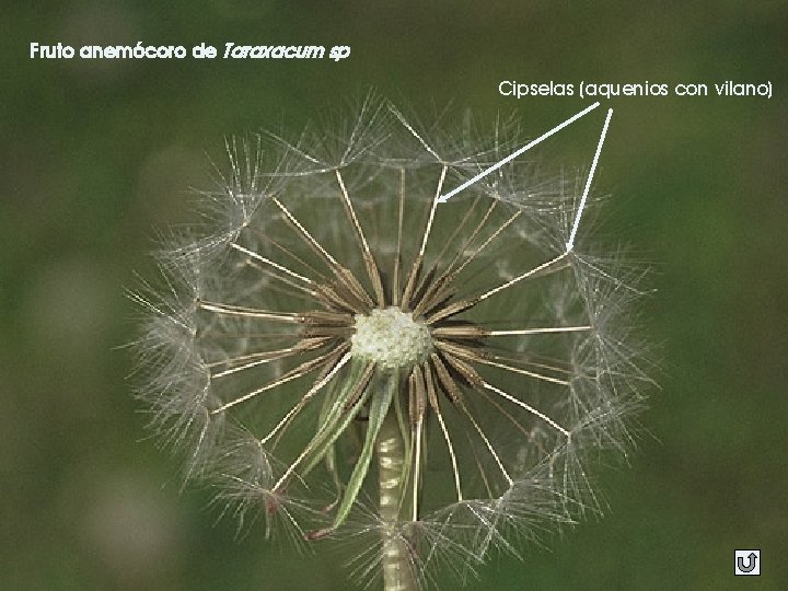 Fruto anemócoro de Taraxacum sp Cipselas (aquenios con vilano) 