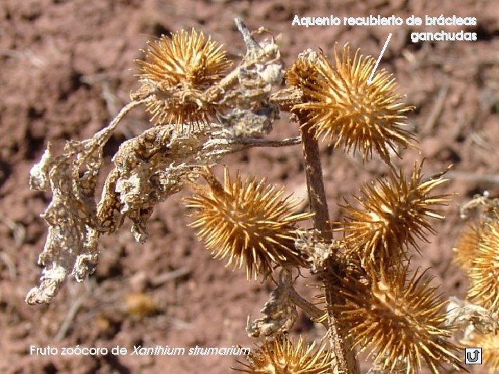 Aquenio recubierto de brácteas ganchudas Fruto zoócoro de Xanthium strumarium 