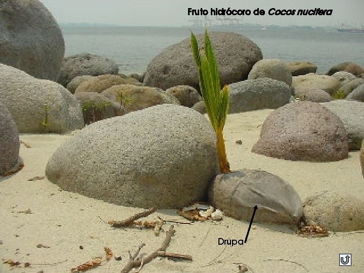 Fruto hidrócoro de Cocos nucifera Drupa 