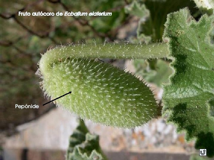 Fruto autócoro de Ecbalium elaterium Pepónide 