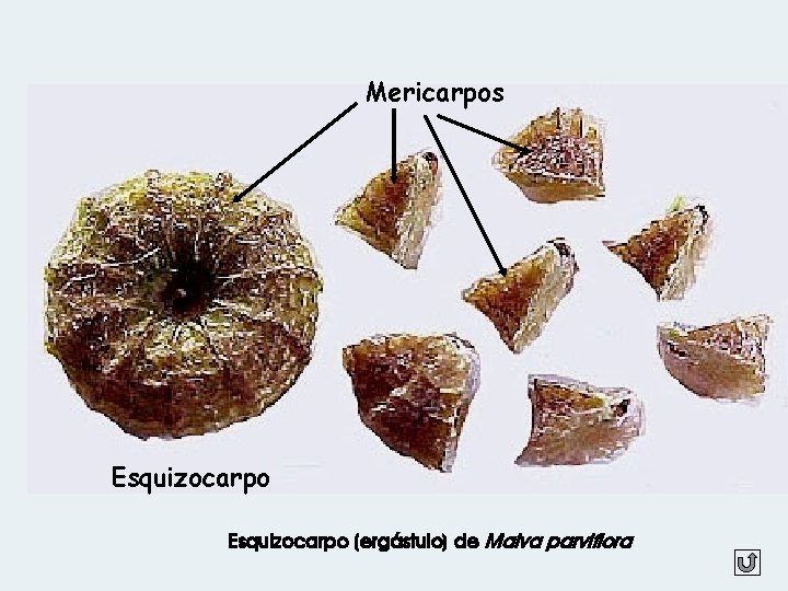 Mericarpos Esquizocarpo (ergástulo) de Malva parviflora 