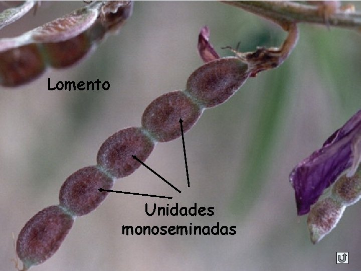 Lomento Unidades monoseminadas 