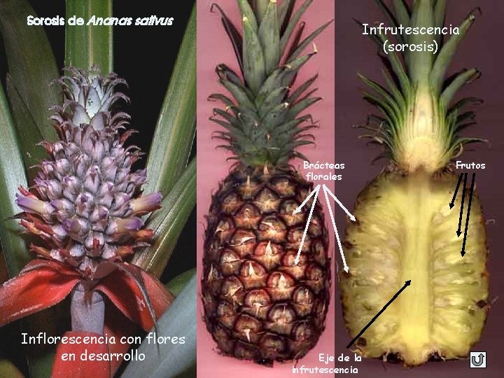 Sorosis de Ananas sativus Infrutescencia (sorosis) Brácteas florales Inflorescencia con flores en desarrollo Eje