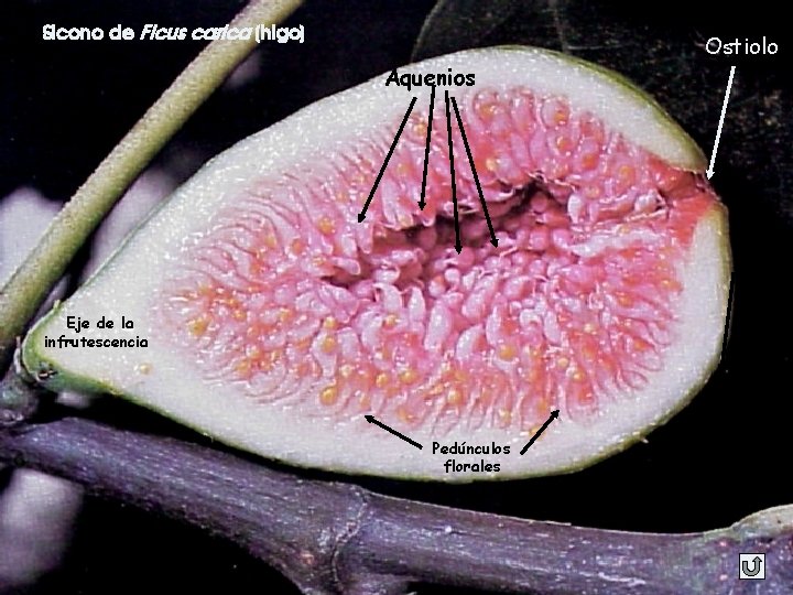 Sicono de Ficus carica (higo) Ostiolo Aquenios Eje de la infrutescencia Pedúnculos florales 