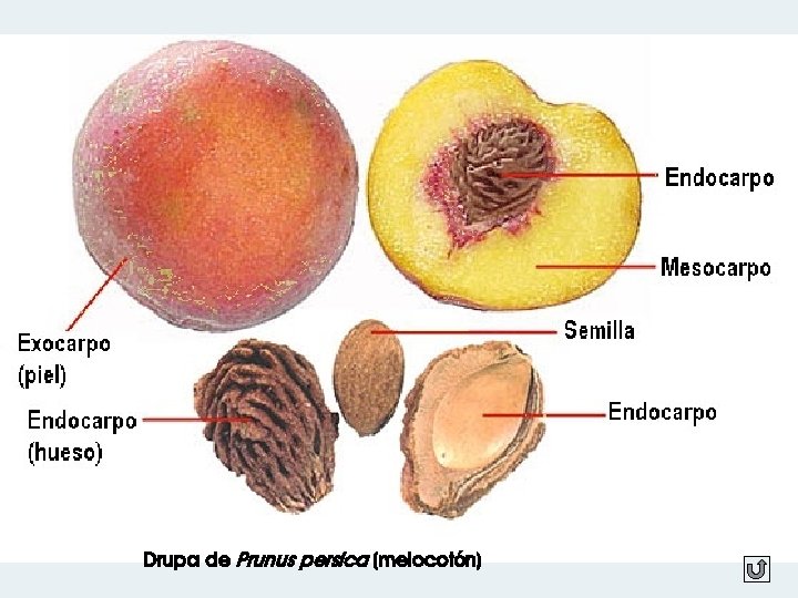 Drupa de Prunus persica (melocotón) 