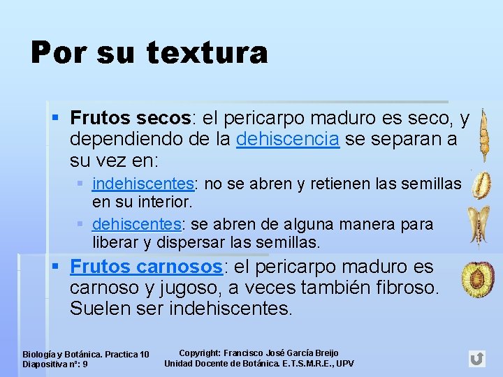 Por su textura § Frutos secos: el pericarpo maduro es seco, y dependiendo de