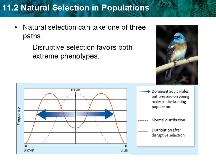 11. 2 Natural Selection in Populations • Natural selection can take one of three