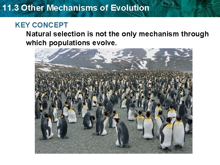 11. 3 Other Mechanisms of Evolution KEY CONCEPT Natural selection is not the only