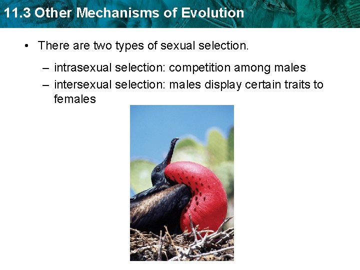 11. 3 Other Mechanisms of Evolution • There are two types of sexual selection.
