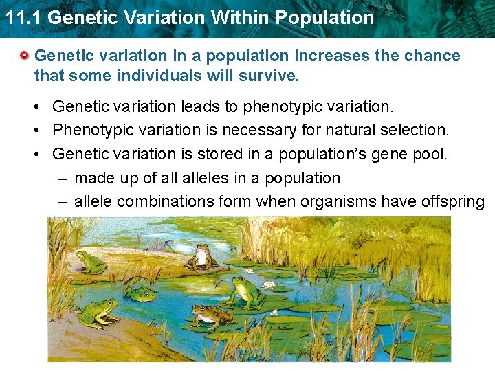 11. 1 Genetic Variation Within Population Genetic variation in a population increases the chance