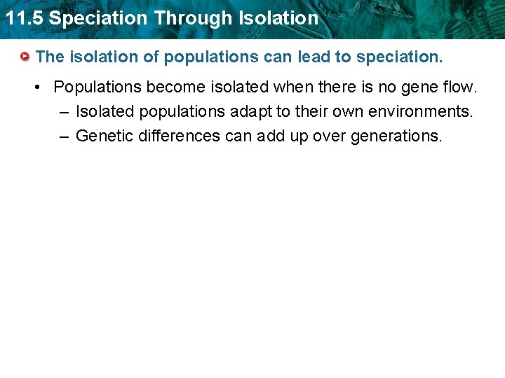 11. 5 Speciation Through Isolation The isolation of populations can lead to speciation. •