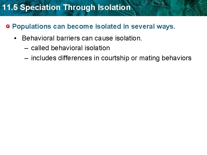11. 5 Speciation Through Isolation Populations can become isolated in several ways. • Behavioral