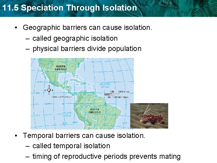11. 5 Speciation Through Isolation • Geographic barriers can cause isolation. – called geographic